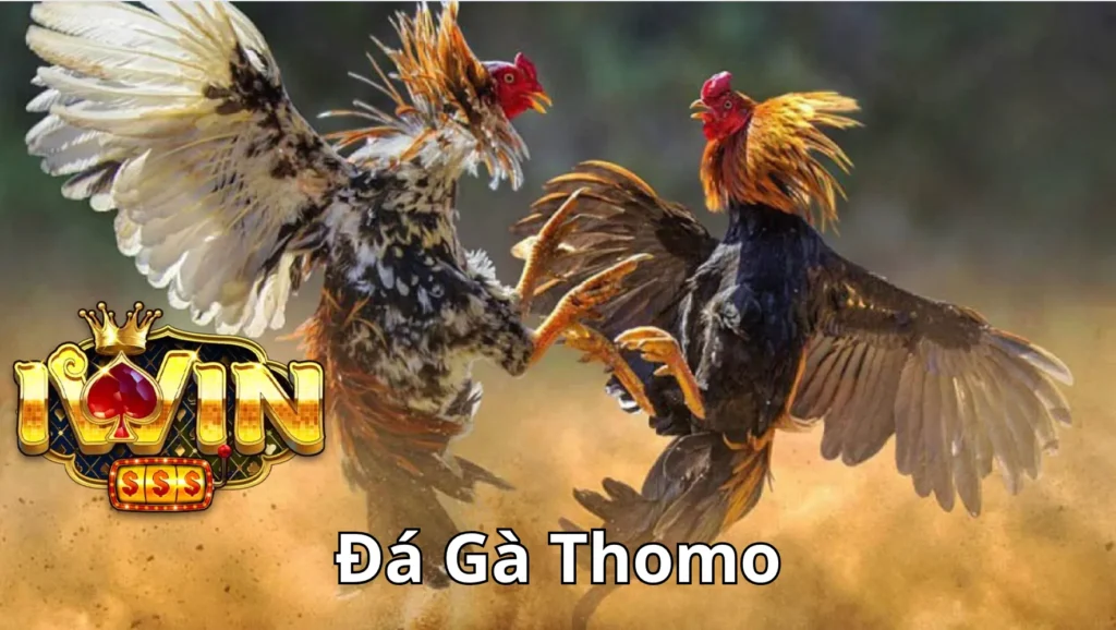 Lịch sử và nguồn gốc của đá gà Thomo